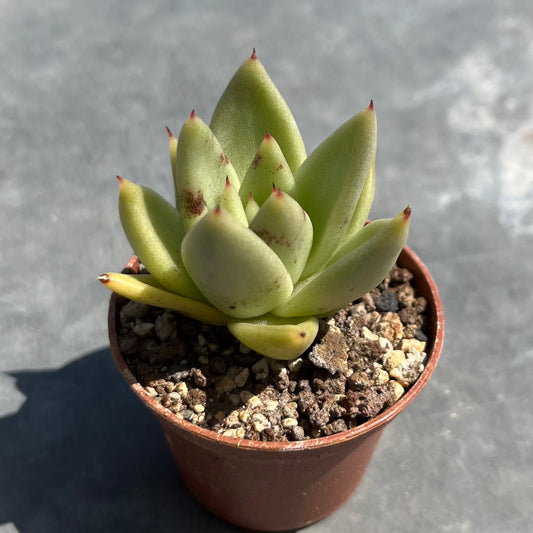 Echeveria agavoides Mini
