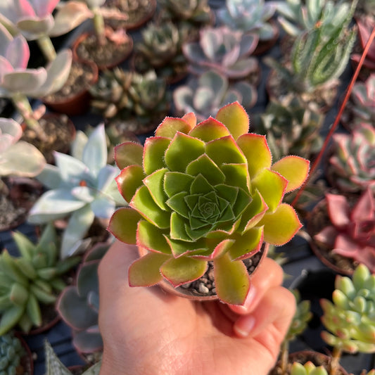 Aeonium Mini