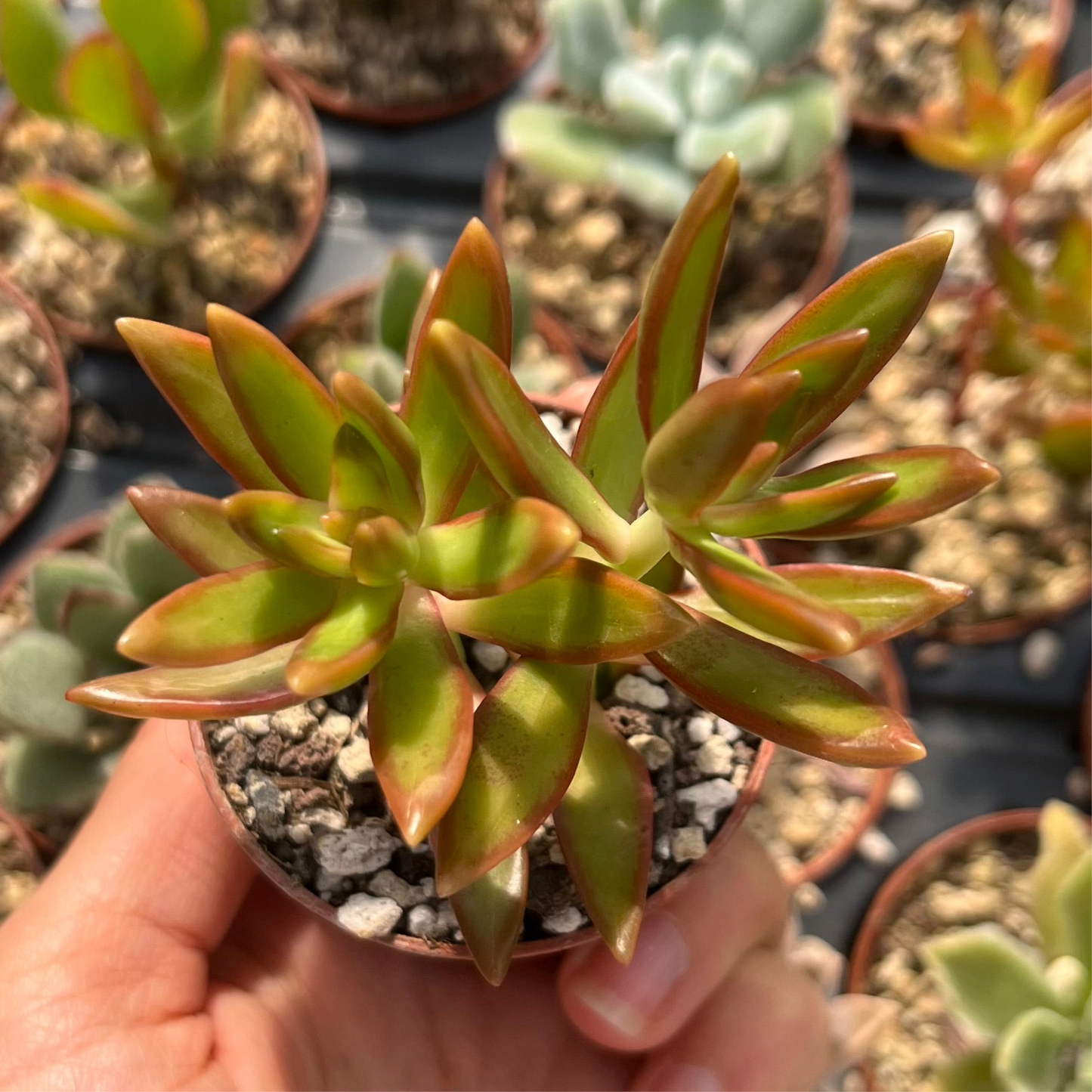 Sedum adolphii 'Firestorm' Mini