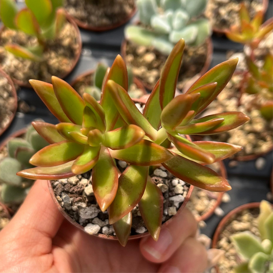 Sedum adolphii 'Firestorm' Mini