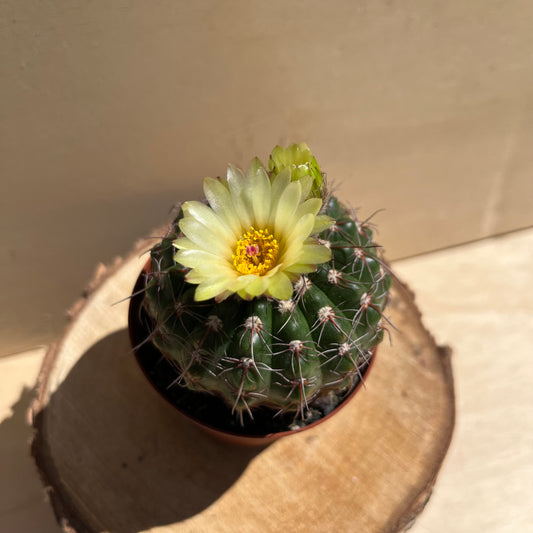 Notocactus 8cm Topf