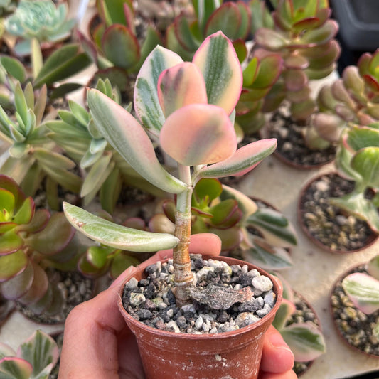 Crassula ovata variegata Mini