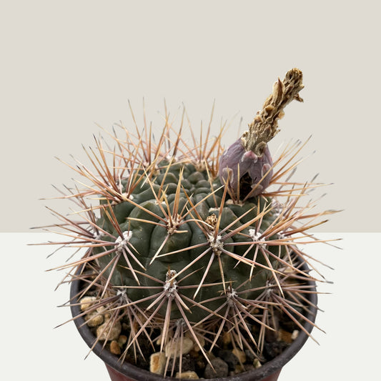 Gymnocalycium gibbosum 8,5cm Topf