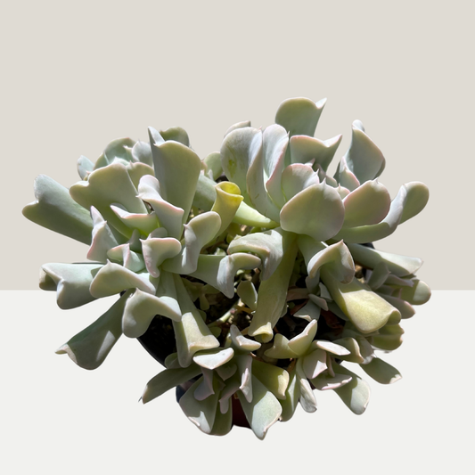 Echeveria runyonii Einzelstück