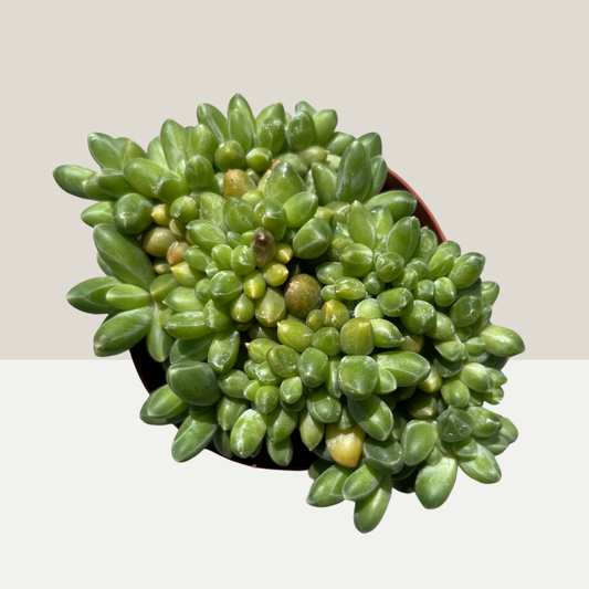 Pachyphytum compactum Einzelstück