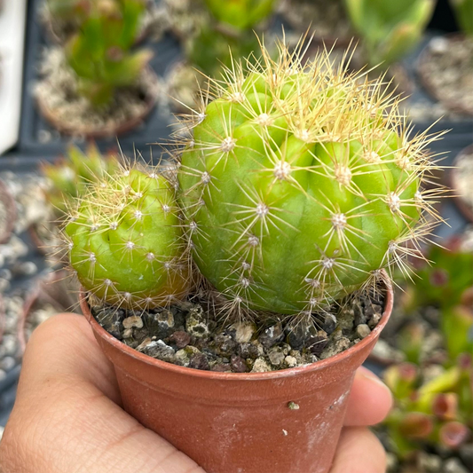 Echinopsis Mini