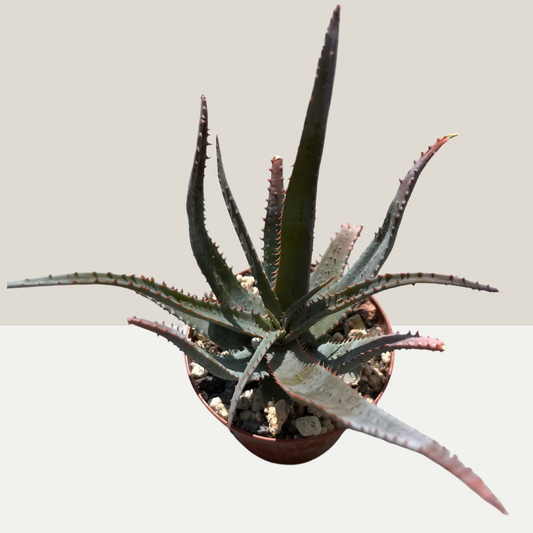 Aloe Einzelstück