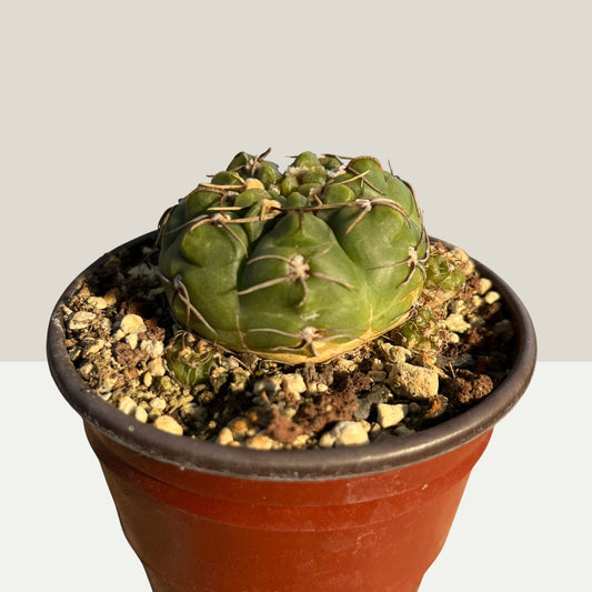 Gymnocalycium uruguayense 8,5cm Topf