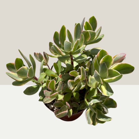 Crassula swaziensis variegata Einzelstück