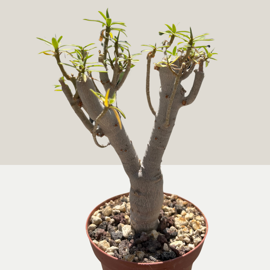 Euphorbia balsamifera Einzelstück