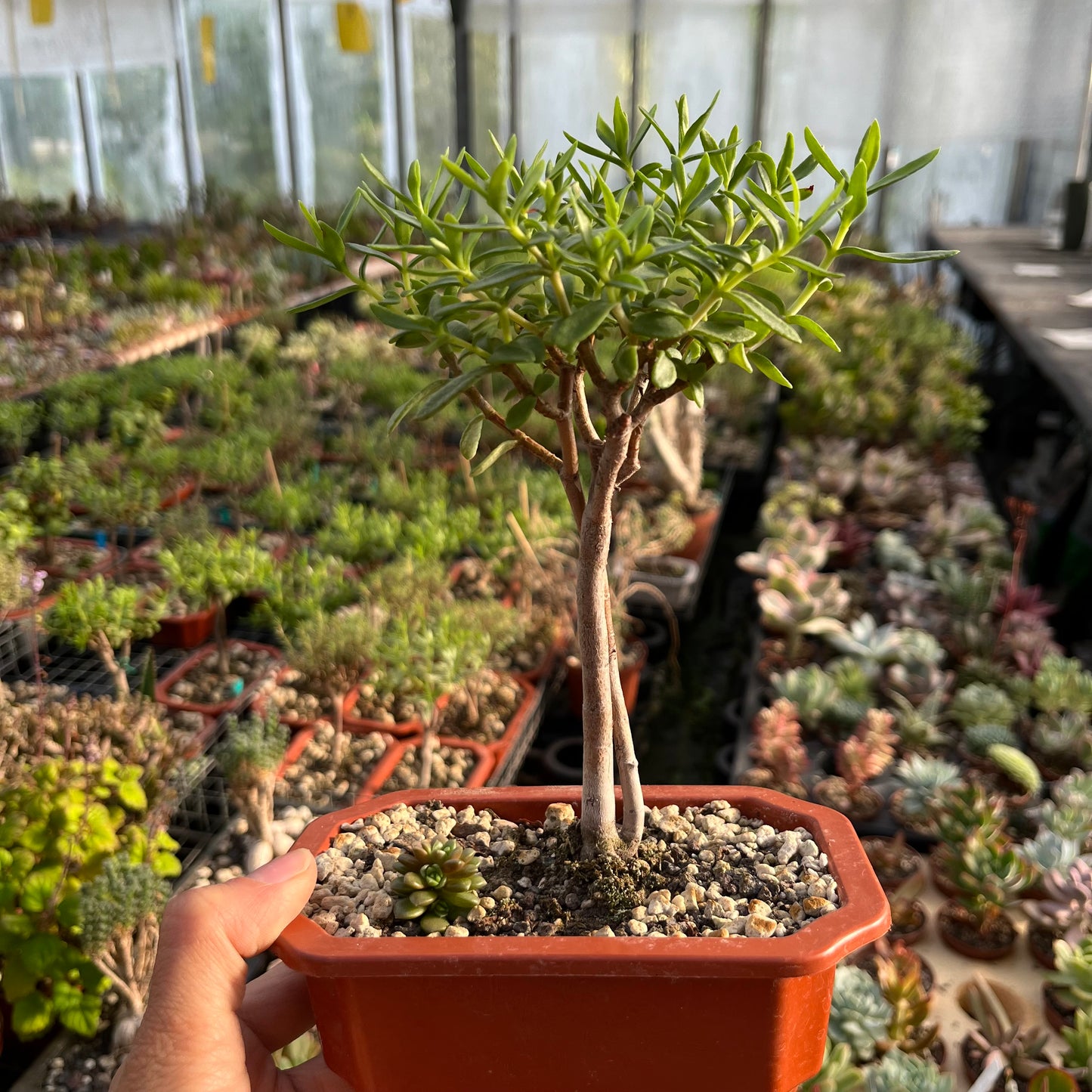 Crassula sarkocaulis Bonsai