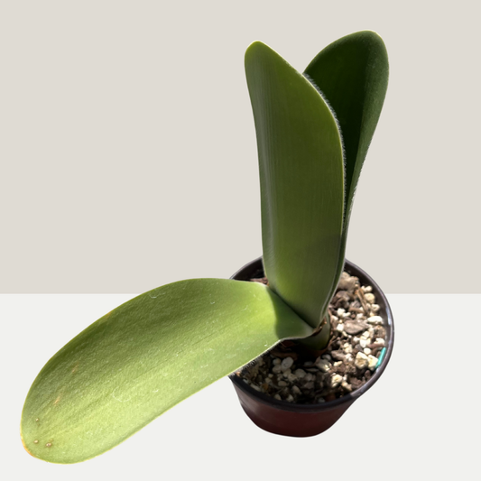 Haemanthus albiflos Einzelstück