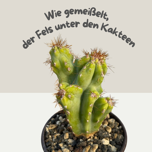 Cereus peruvianus Monstrosus Felsenkaktus 8,5cm Topf