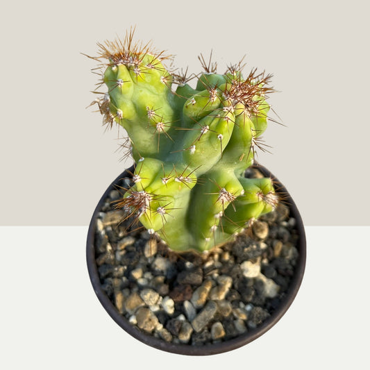 Cereus peruvianus Monstrosus Felsenkaktus 8,5cm Topf