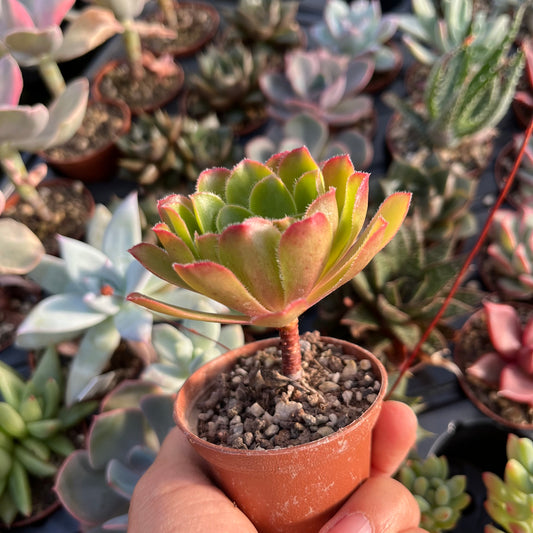 Aeonium Mini