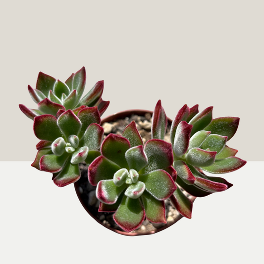 Echeveria pulvinata var. rubra Einzelstück