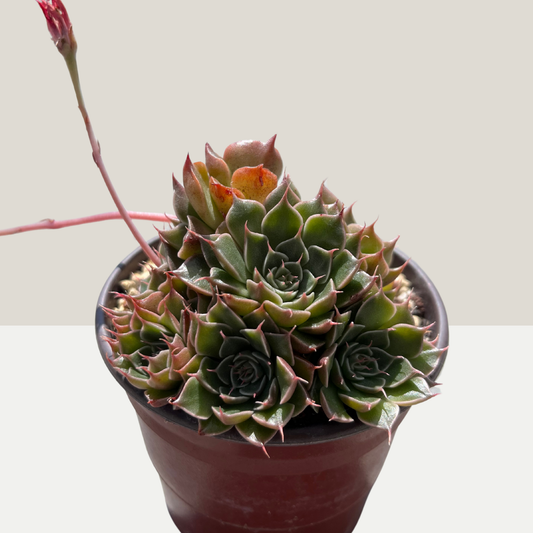 Graptopetalum bellum Einzelstück