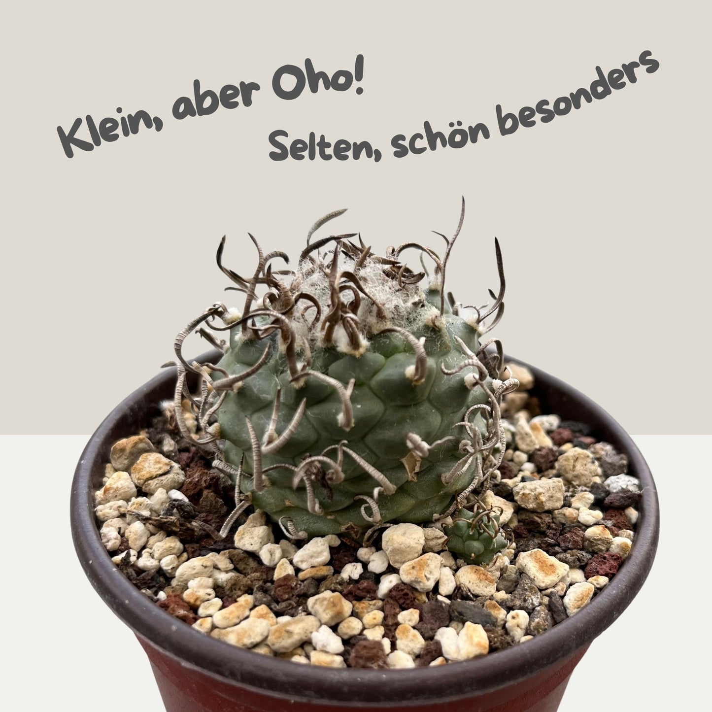 Turbinicarpus schwarzii 8,5cm Topf