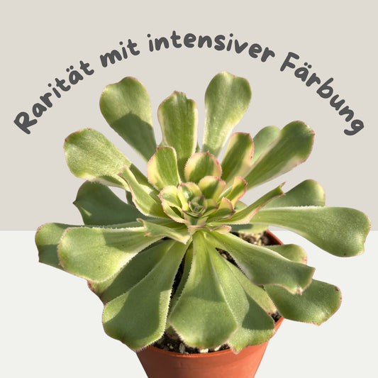 Aeonium arboreum variegata Einzelstück