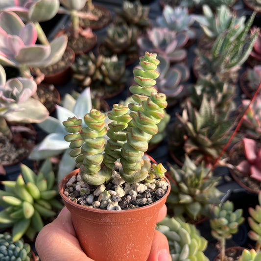 Crassula rupestris subsp. marnieriana ‘Hottentot‘ Mini