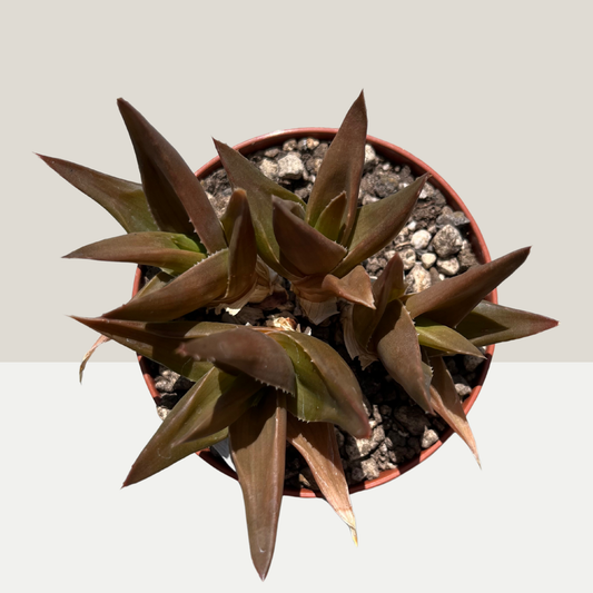 Aloe Black Gem Einzelstück