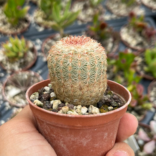 echinocereus pectinatus var rigidissimus Mini