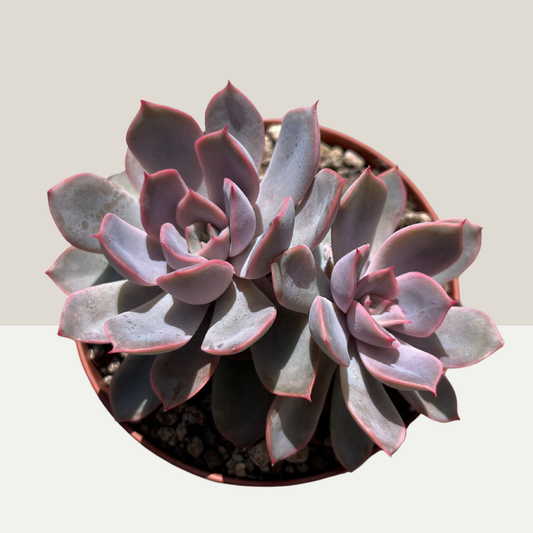 Echeveria Hercules Einzelstück B