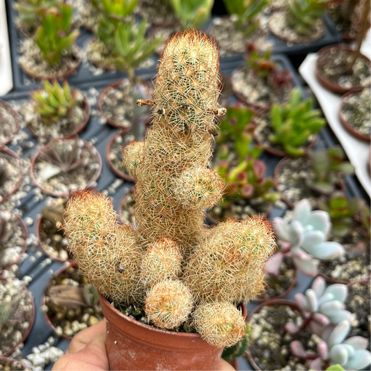Mammillaria elongata Mini