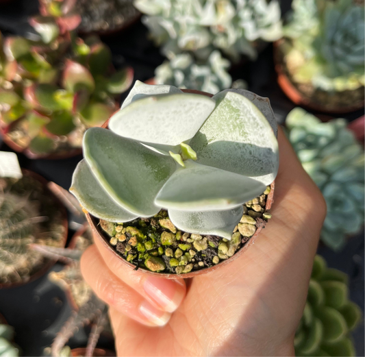 Cotyledon undulata Mini