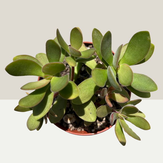 Crassula Einzelstück
