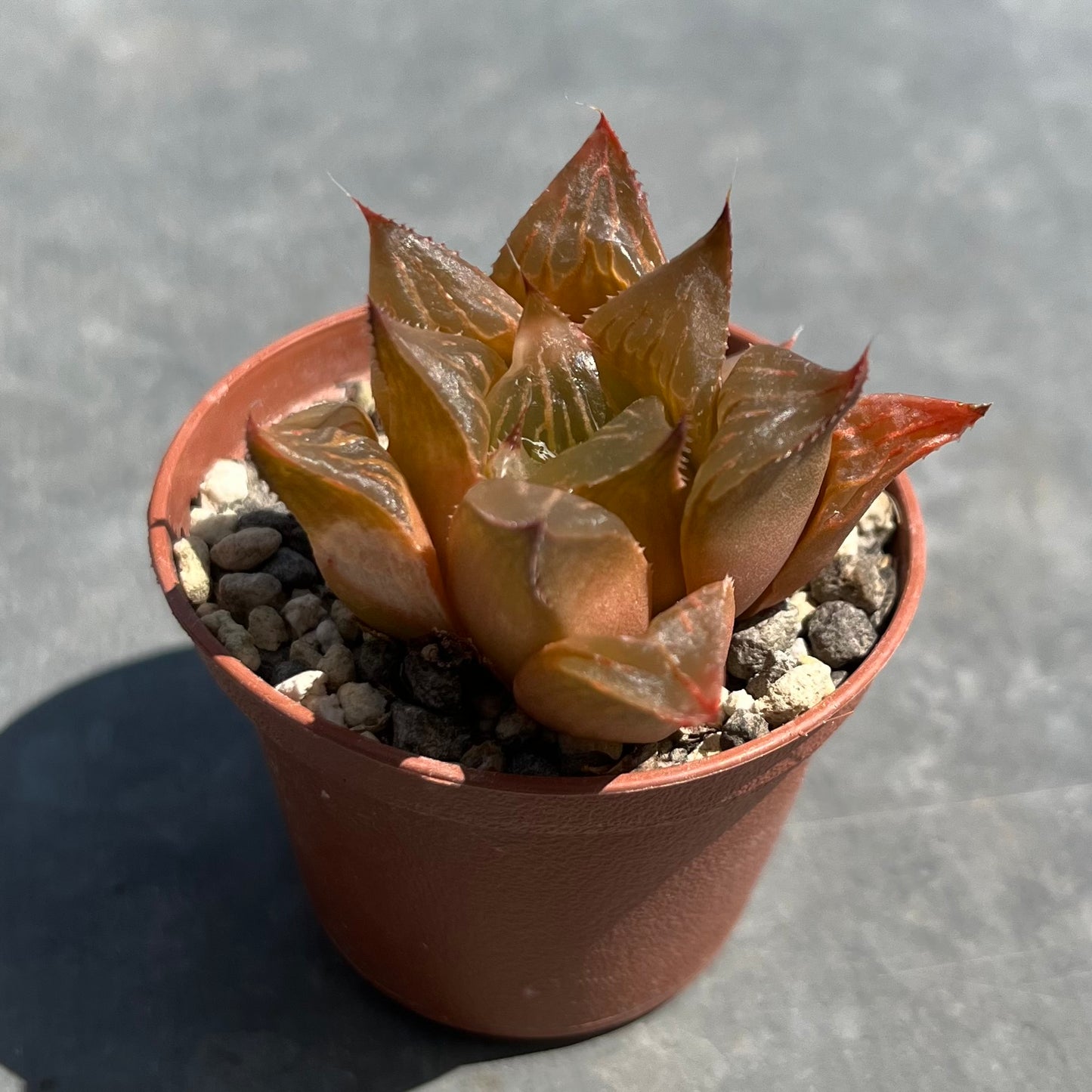 Haworthia retusa Mini