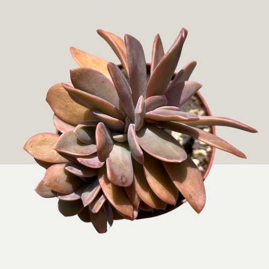 Graptoveria cristata Einzelstück