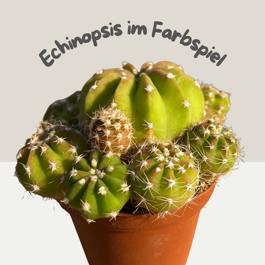 Echinopsis 8cm Topf