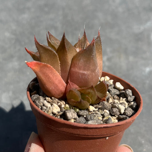 Haworthia retusa Mini