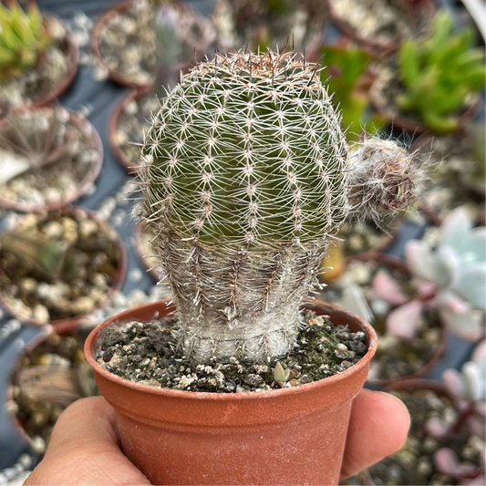 Echinopsis Mini
