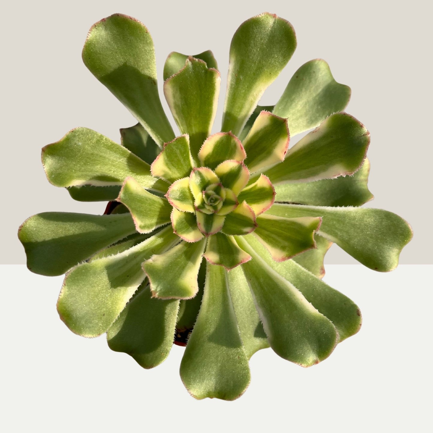 Aeonium arboreum variegata Einzelstück