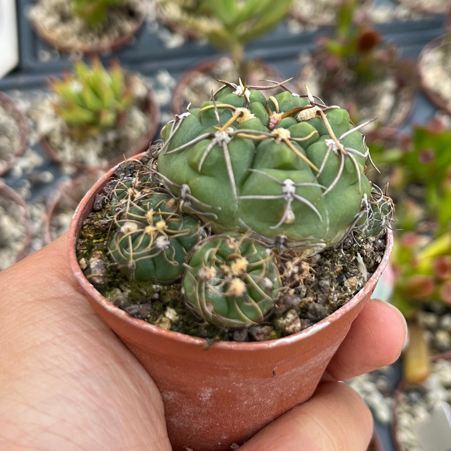 Gymnocalycium uruguayense
