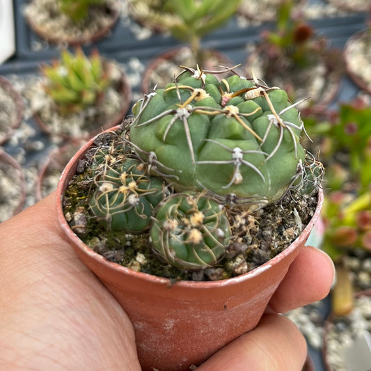 Gymnocalycium uruguayense