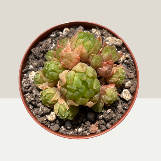 Haworthia Gruppe Einzelstück