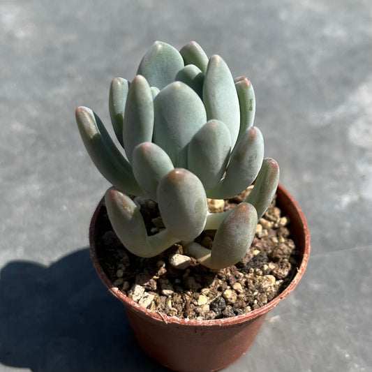Pachyphytum clavifolia Mini
