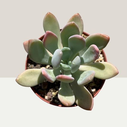 Pachyphytum Einzelstück