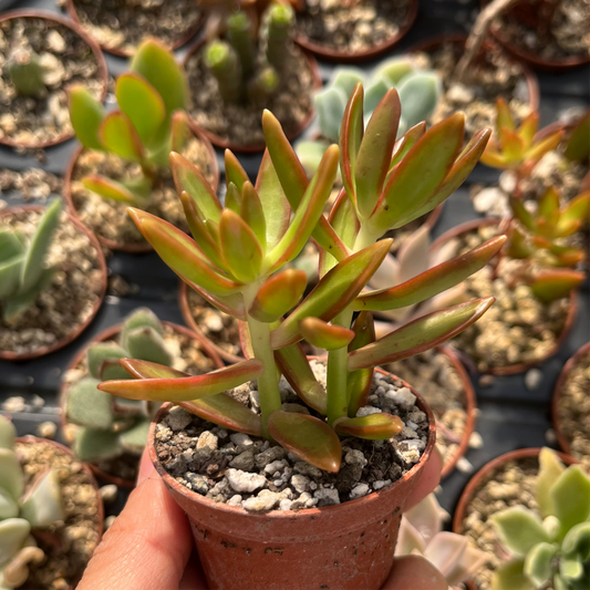 Sedum adolphii 'Firestorm' Mini