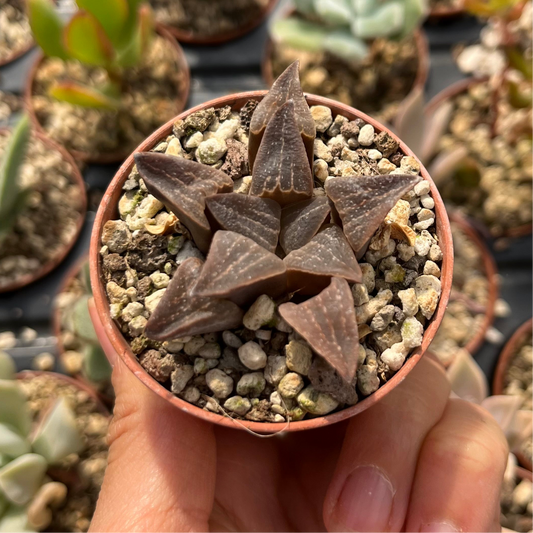 Haworthia retusa Mini