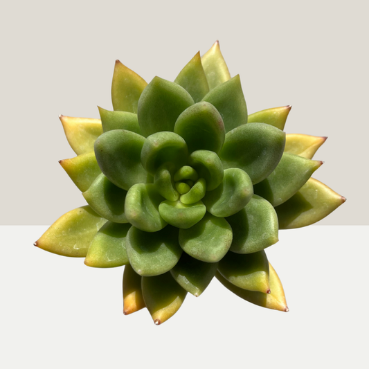 Echeveria agavoides Einzelstück