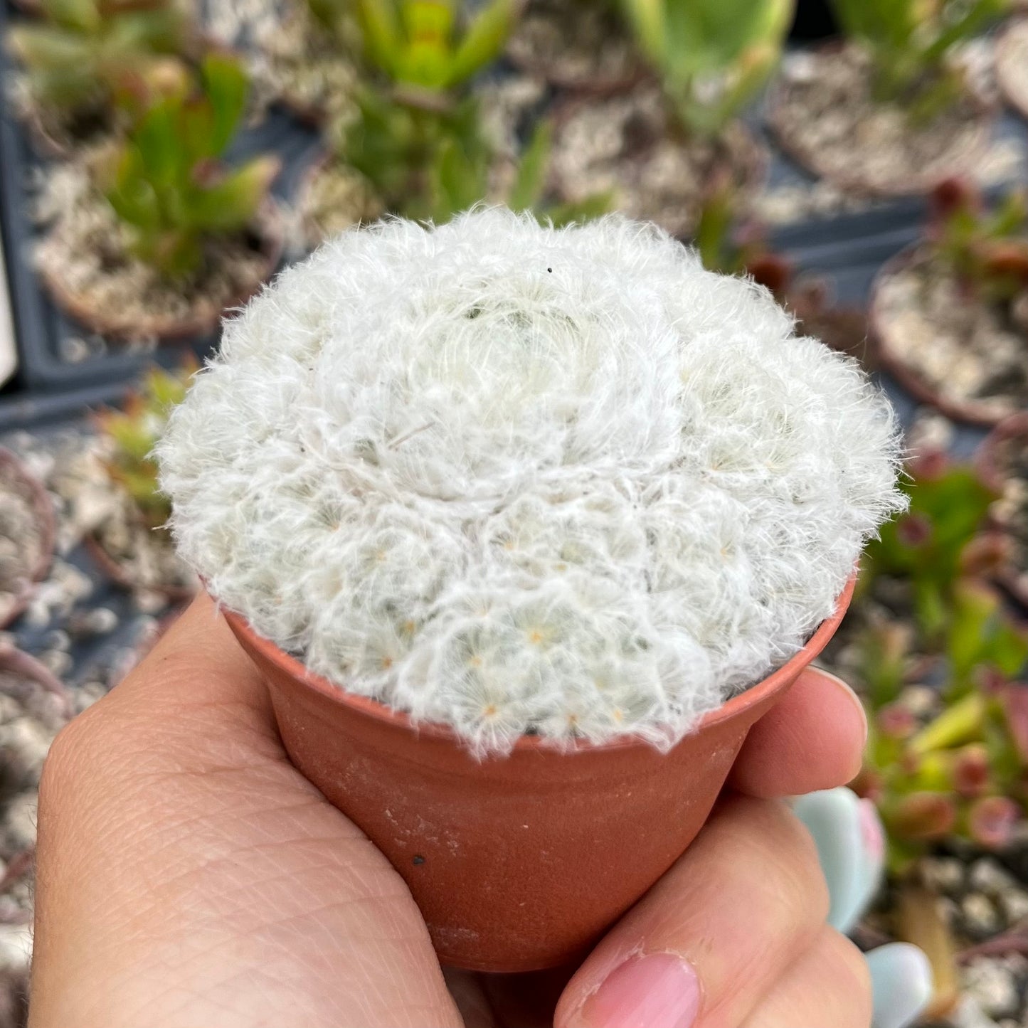 Mammillaria plumosa Mini