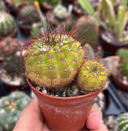 Notocactus Mini