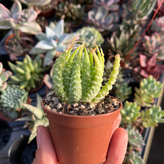 Aloe Mini