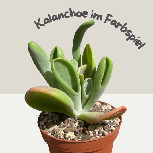 Kalanchoe luciae cv. Oricula Red Einzelstück