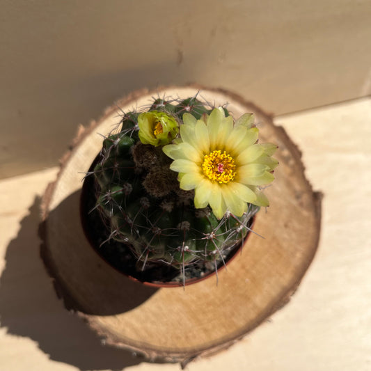 Notocactus 8cm Topf