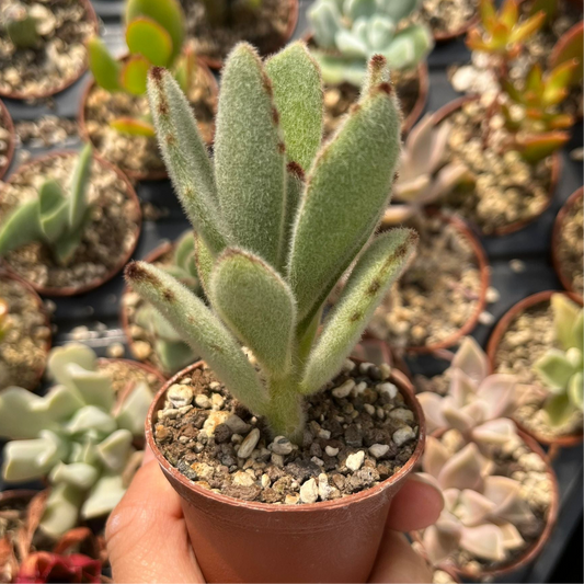 Kalanchoe tomentosa Mini